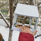 Наблюдение за птицами зимой. 